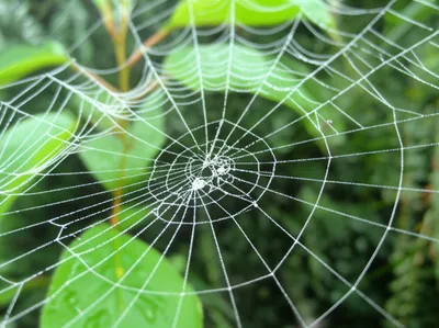 Illustration spiderwebs