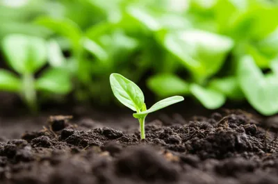 Illustration beginners