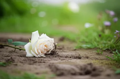 Illustration defilement