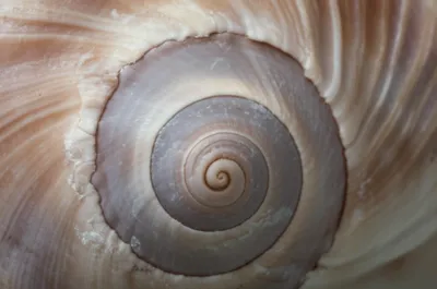 Illustration umbilicus - Image 1