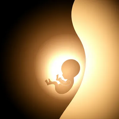 Illustration embryos - Image 1