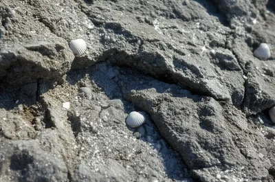 Illustration encrustations - Image 1