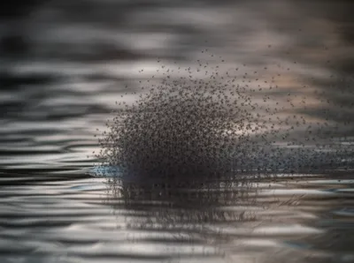 Illustration midgets - Image 1