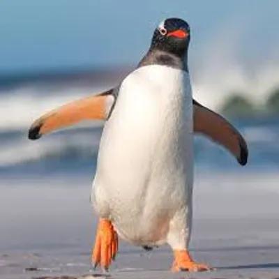 Illustration waddle - Image 2