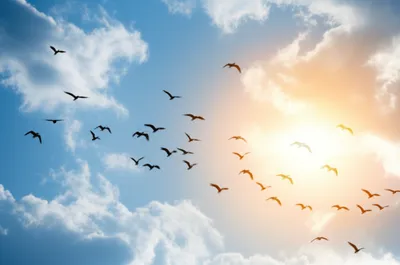 Illustration flies - Image 1