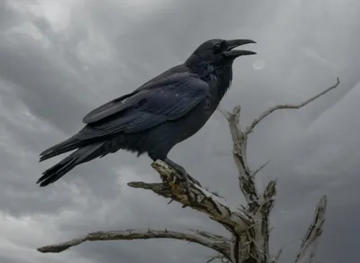 Illustration caw - Image 1