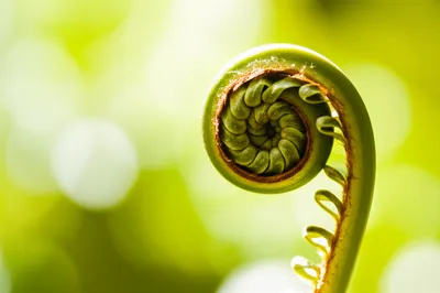 Illustration unfolds - Image 1