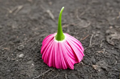 Illustration aborted - Image 2