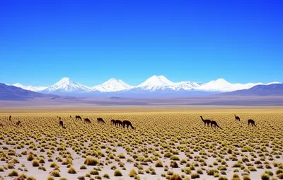 Illustration altiplano - Image 2