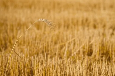 Illustration straw - Image 1