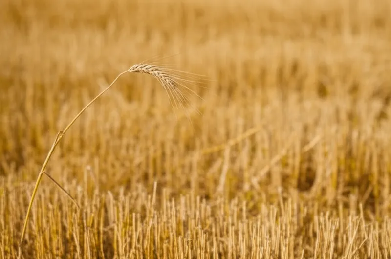 Illustration visuelle du mot « straw » - Paille