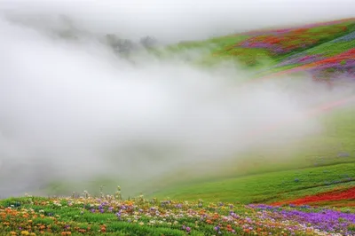 Illustration obscured - Image 1