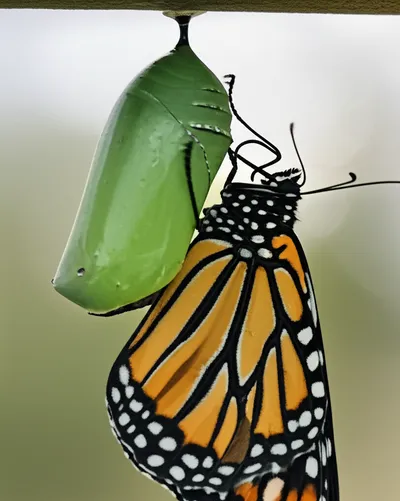 Illustration altered - Image 2