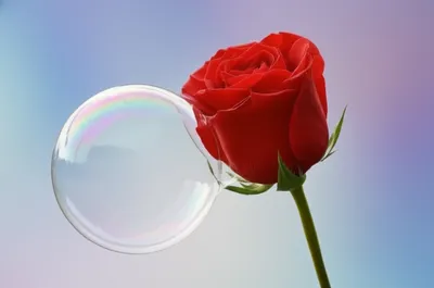 Illustration pricking - Image 1