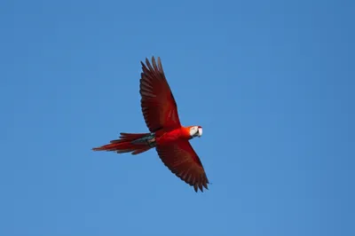 Illustration unlicensed - Image 1