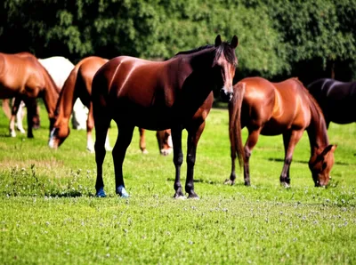 Illustration geldings - Image 1