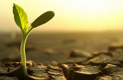 Illustration begins - Image 1