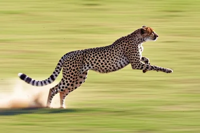 Illustration rake - Image 1