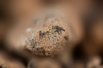 Illustration ped - Image 1