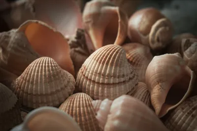 Illustration seashells - Image 1