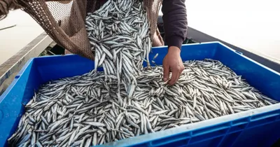 Illustration toss - Image 1