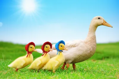 Illustration multiples - Image 1