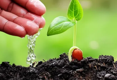 Illustration got - Image 1