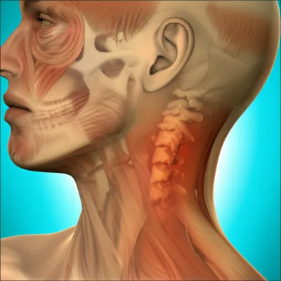 Illustration wrynecks - Image 1