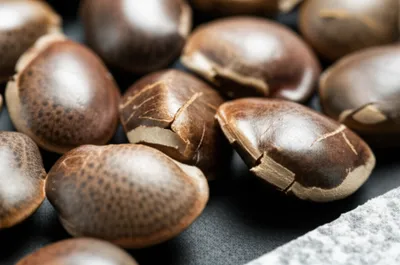 Illustration chit - Image 1