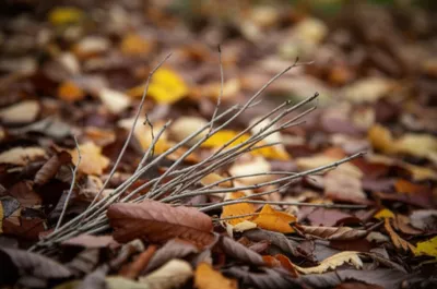 Illustration twigs - Image 1