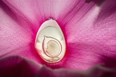 Illustration ovule - Image 1