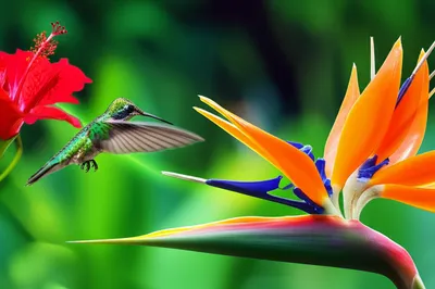 Illustration flittered - Image 1