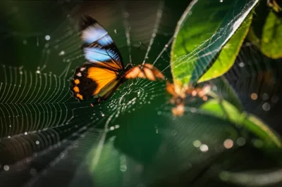 Illustration webbed - Image 1