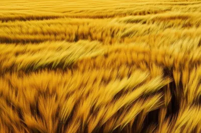 Illustration undulations - Image 1