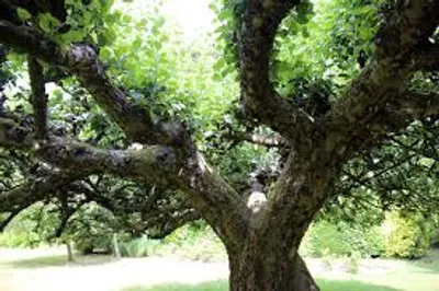 Illustration bough - Image 2