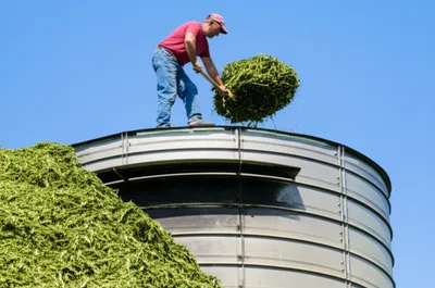 Illustration ensilages