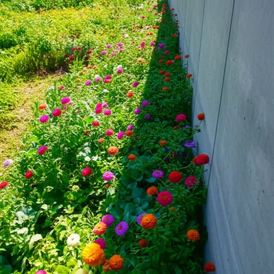 Illustration encroachment - Image 1