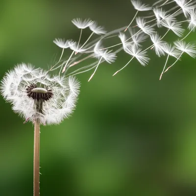 Illustration blown - Image 1