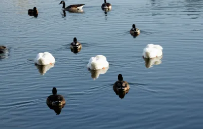 Illustration paddle - Image 1