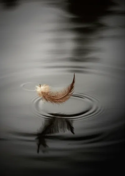 Illustration soft - Image 1