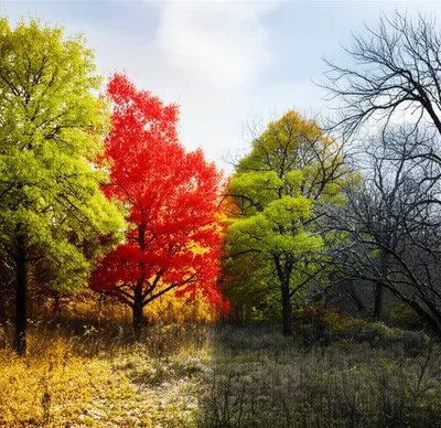 Illustration season - Image 1