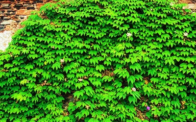 Illustration overgrowing - Image 1