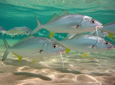 Illustration barbs - Image 1