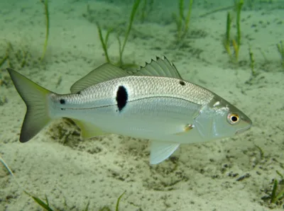 Illustration spot - Image 1