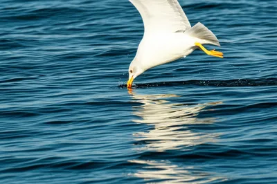 Illustration skim - Image 1