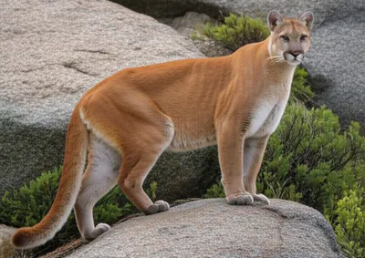 Illustration cougars - Image 1