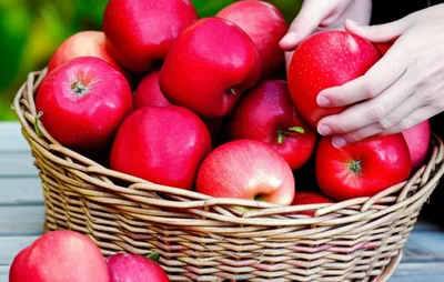 Illustration cull - Image 1