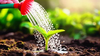 Illustration favoured - Image 1