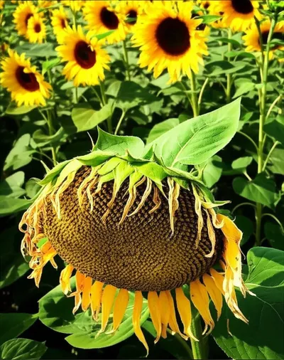 Illustration drooped - Image 1