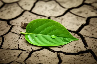 Illustration seeps - Image 1